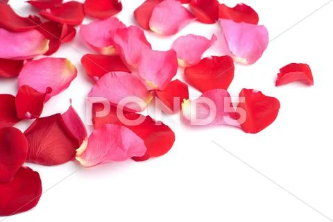 Red and pink rose petals isolated Stock Photos
