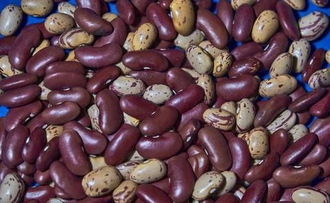 Red and pints beans texture on blue background 写真素材