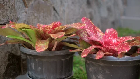 Red and red spot leaf plant close up footage Stock Footage 118645709