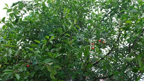 Red and ripe cherries on the tree are protected by a bird net. Stock Footage 273075730