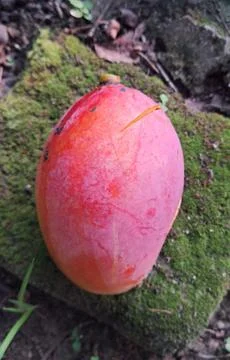 Red and Ripe Mango Isolated on Nature Background Stock Photos