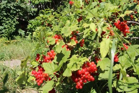 Red and ripe. Stock-Fotos