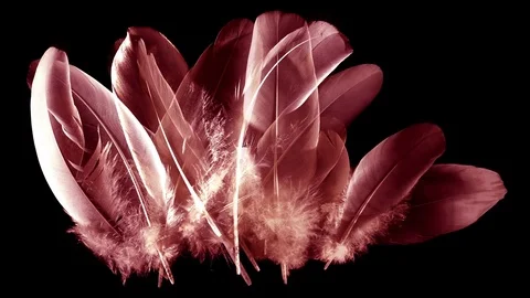 Red and rose feathers isolated on black background - fluff trembling Stock Footage 76055575
