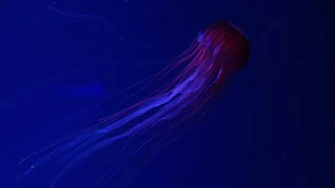 Red and translucent jellyfish drifting serenely in deep blue water, long Stock Footage 295927237