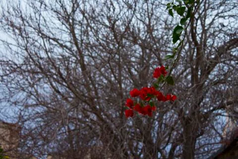 Red and tree Stock Photos