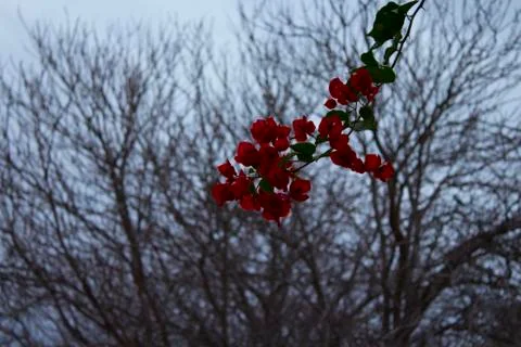Red and tree Stock Photos