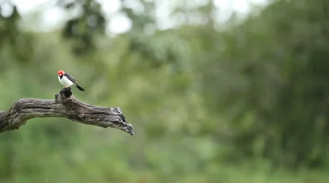 Red And White Bird Perched On Dead Branch Stock Footage 45284927