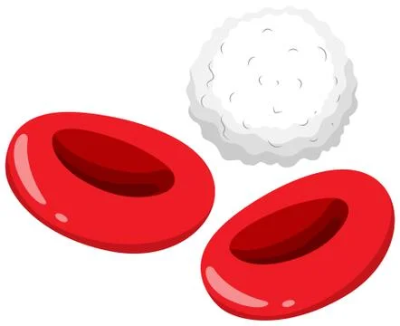 Red and white blood cells Stock Illustration