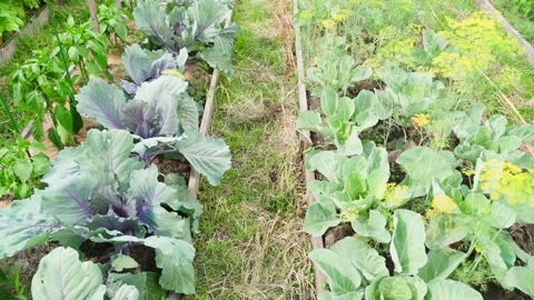 Red and white cabbage grow in different garden beds, camera movement Stock Footage 250152515