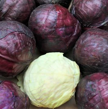 Red and white cabbage Stock Photos