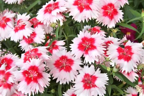 Red and white carnations Stock Photos