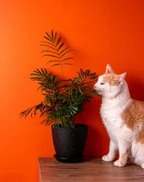 Red-and-white cat eats palm leaf on background of orange wall. Bad cat beha.. Stock Photos