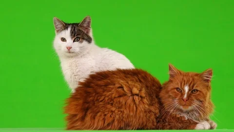Red and white cat isolated on green screen Stock Footage 103365196
