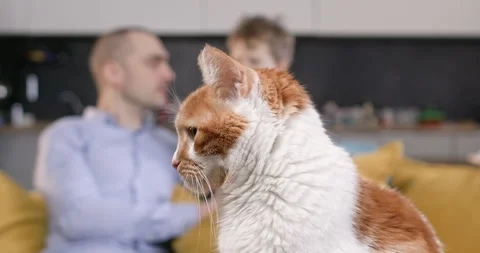 Red and white cat sits in front of father and son on sofa Stockbeeldmateriaal 304370531