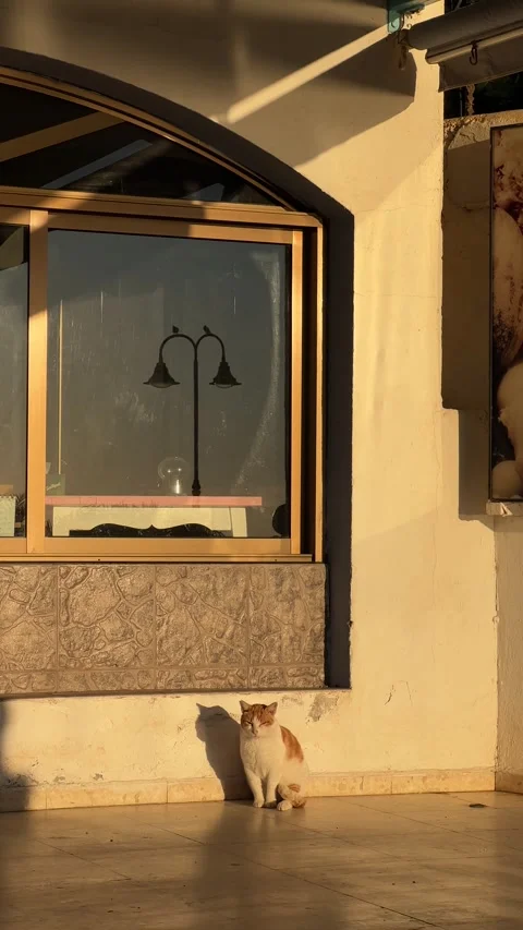Red and white cat sitting in golden light in Torremolinos, Spain. Vertical video Stock Footage 240921622