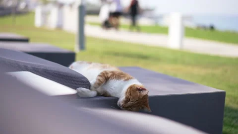 Red and white cat sleeping on comfortable soft sun lounge at tourist resort Stock Footage 160513045