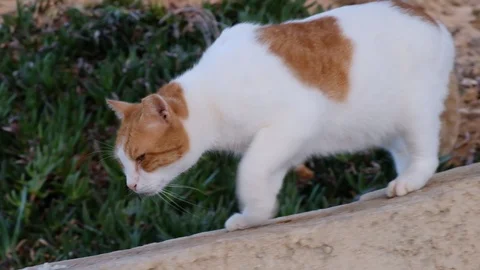 Red and white cat sniffs food Stock Footage 110722111