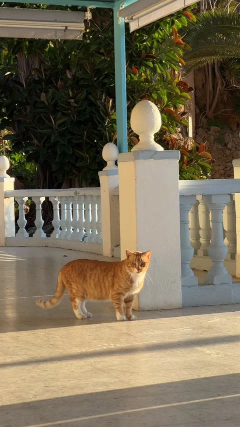 Red and white cat walking in golden light in Torremolinos, Spain. Vertical video Stock Footage 240921576