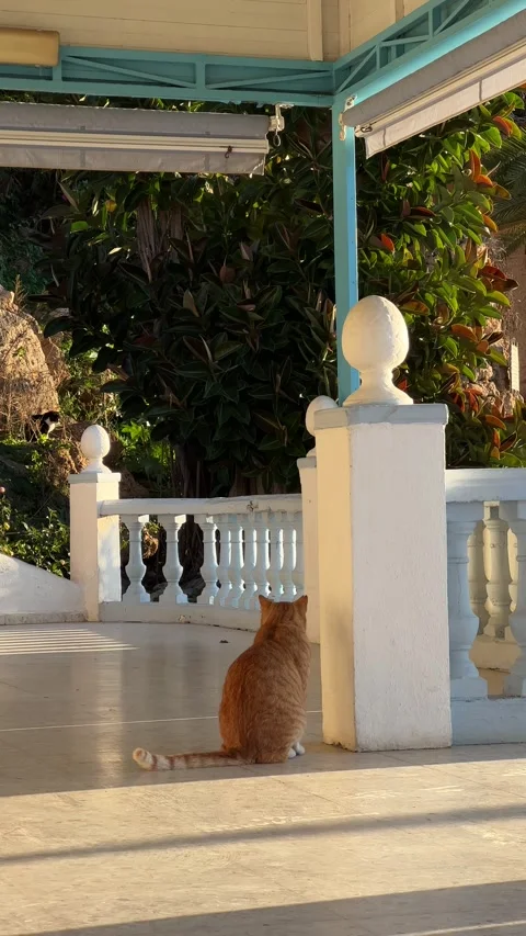 Red and white cat walking in golden light in Torremolinos, Spain. Vertical video Stock Footage 240921649