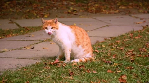A red-and-white cat washes on the street Stock Footage 145272617