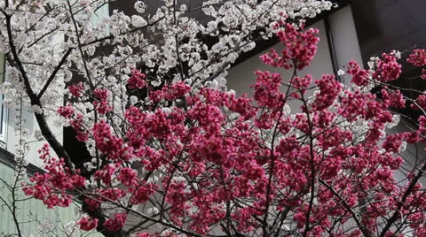 Red and white cherry blossoms in Tokyo Stock Footage 25822279