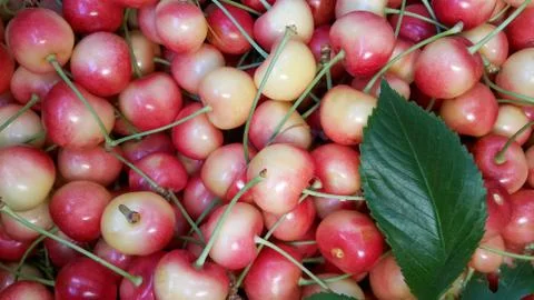 The red-and-white cherry, recently collected fresh cherry Stock Photos