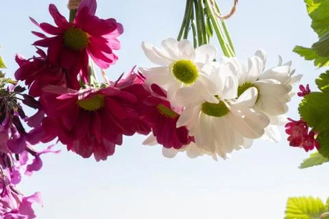 Red and white chrysanthemums hanging down in the sunlight Stock Photos
