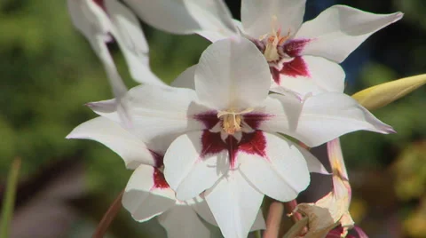 Red and White Clematis Stock Footage 33605122
