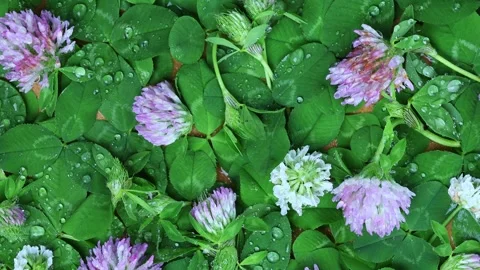 Red And White Clover Flowers With Dew Drops On Leaves 動画素材 343279824