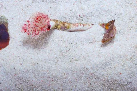 Red and White Coco Worm, Protula bispiralis Stock Photos