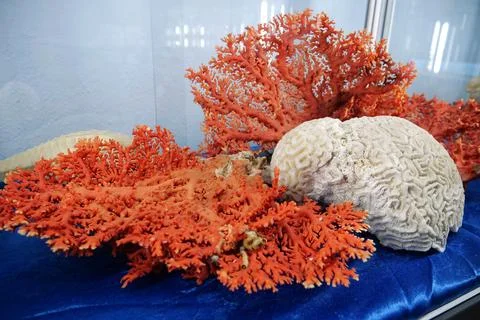 Red and white corals at central Expo Center 库存照片