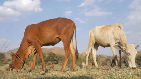 Red and white cow cattle grazing fresh grass on mountain of India Stock Footage 158134192