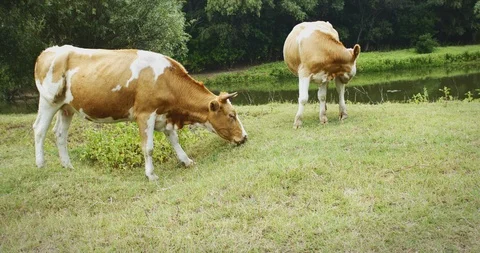 Red-and-white cow eats grass. Stock Footage 117432194