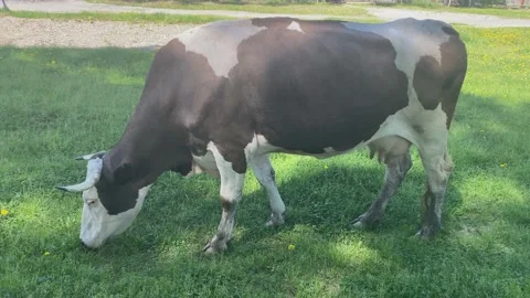 Red and white cow eats grass. Stock Footage 155113148