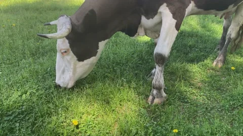 Red and white cow eats grass. Stock Footage 155113167