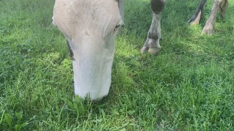 Red and white cow eats grass. Stock Footage 155113213