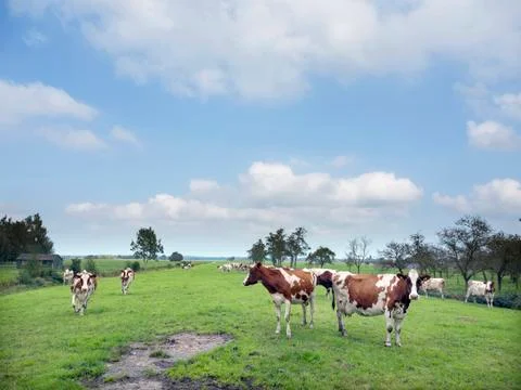 Red and white cows under blue sky in green meadow near utrecht in holland Stock Photos