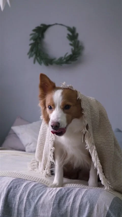Red and white dog peeks out from under a blanket on the bed Stock Footage 231259890
