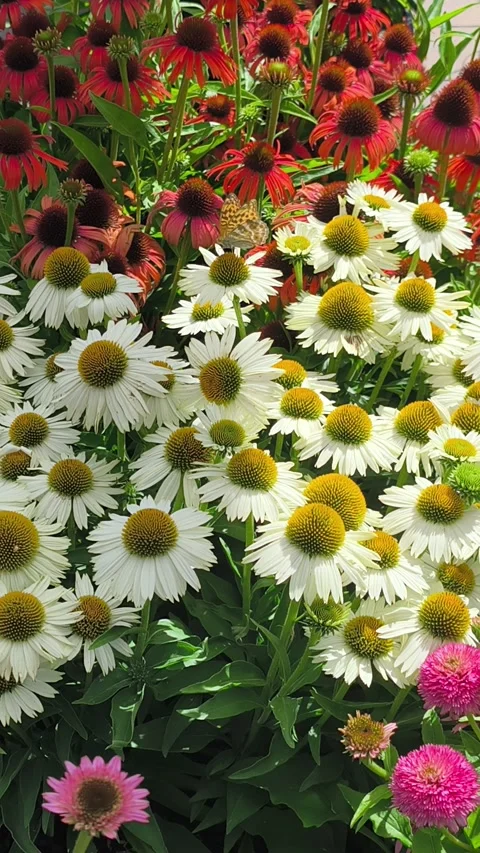 Red and White Echinacea Flowers with a Butterfly on the Bloom Vídeo Stock 342411066