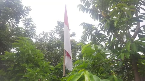 The red and white flag standing in the middle of the trees Stock-Footage 250624189