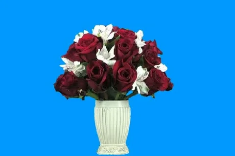 Red and white flowers Stock Footage 18486812