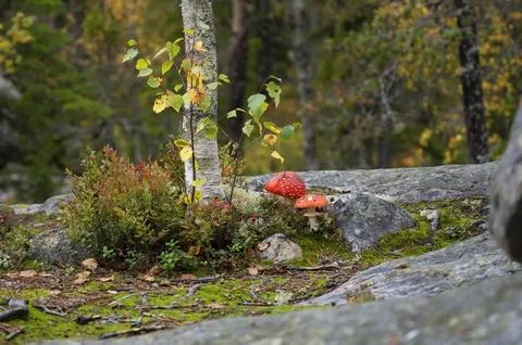 Red and white fly agarics grow in a peaceful autumn forest Stock Photos