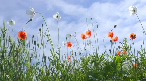 Red and white Stock Footage 43713057