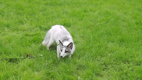 Red and white fox in the harnesses are fun playing on the green lawn. Video stock 79238187