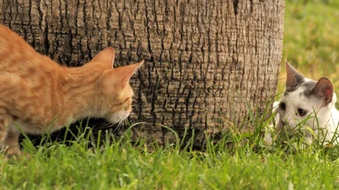 Red and white kittens are played near the tree. Stock Footage 129199955