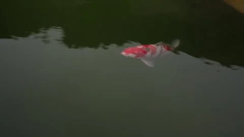 Red and white koi fish swimming in temple pond Katsuoji Osaka Japan Stock Footage 337220022