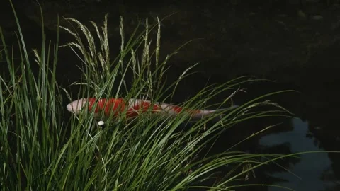 Red and White Koi Fish Swimming in Dark Reflective Pond Water in Peaceful Stock Footage 338177553