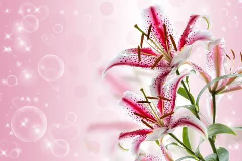 Red and white lily Stock Photos