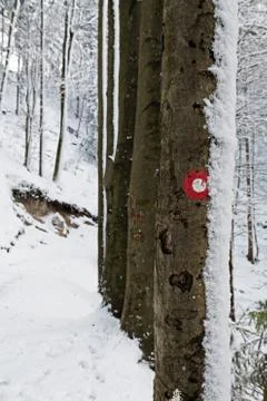 Red and white marking on tree trunk next to the trail in snow covered forest Stock Photos