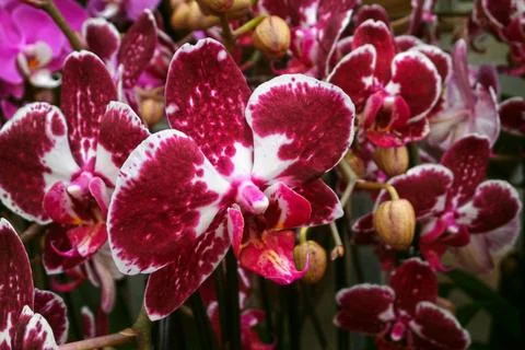Red and white Moth Orchids Stock Photos